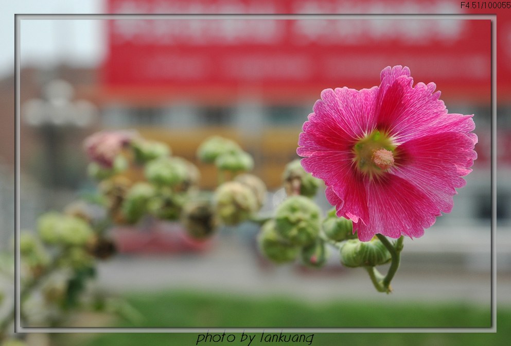 花枝俏 摄影 lankuang