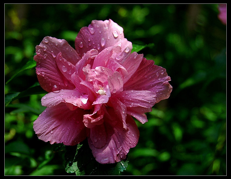 精彩总在风雨后 摄影 水儿