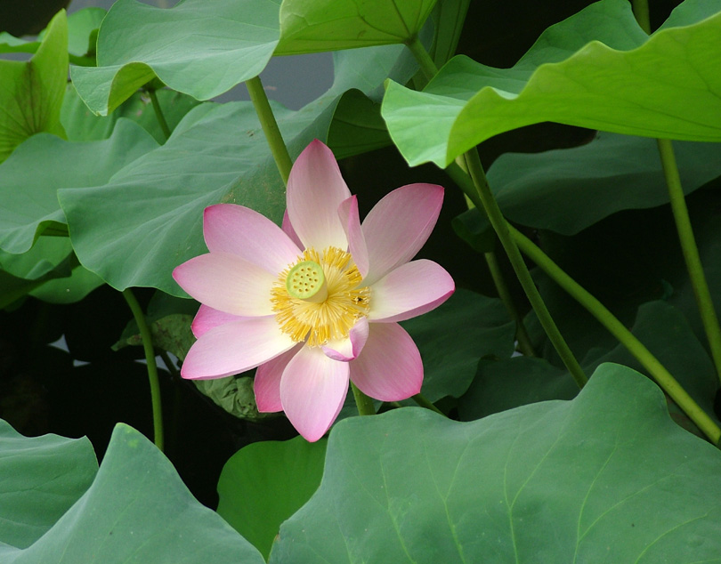 荷叶下面好乘凉 摄影 夏日斜阳