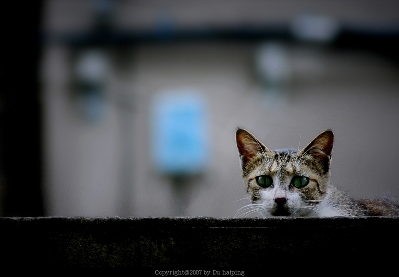 机警的猫 摄影 你懂就好