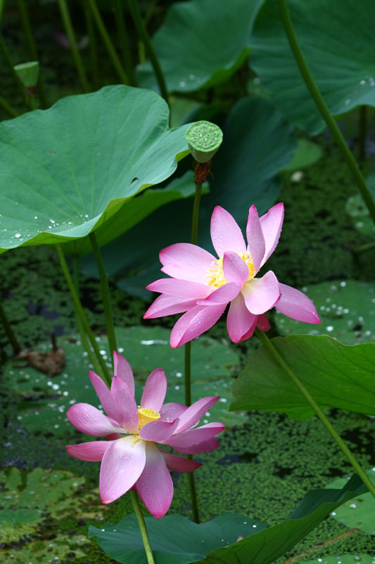 暴雨后荷花~~ 摄影 kidult