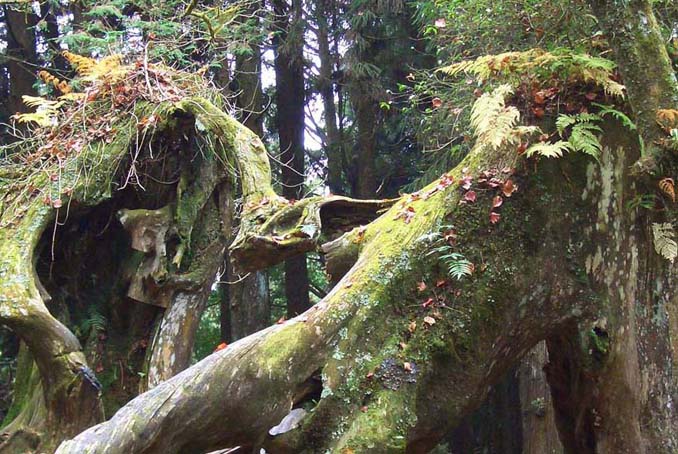 阿里山神木 摄影 楚国风