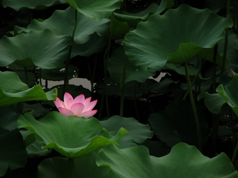 芙蓉仙子 摄影 月溪幽兰