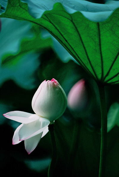 并蹄莲花 摄影 单行道