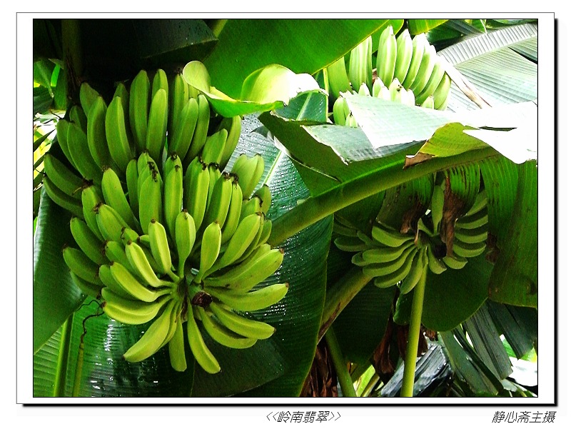 雨后 摄影 静心斋主