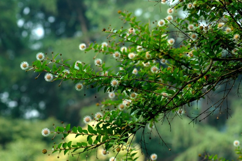 小球树 摄影 hankun