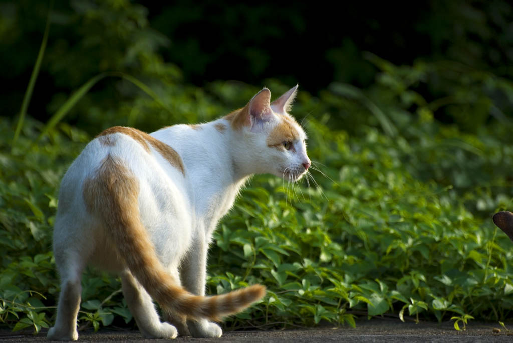 家猫变山猫 摄影 区长