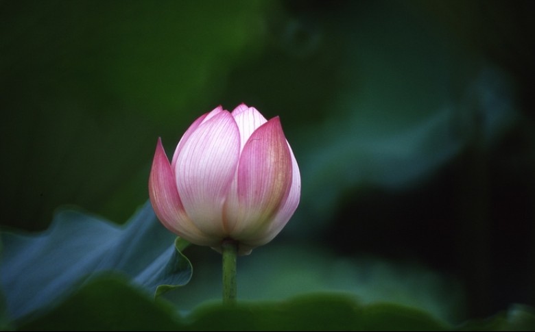 荷 摄影 我主沉浮