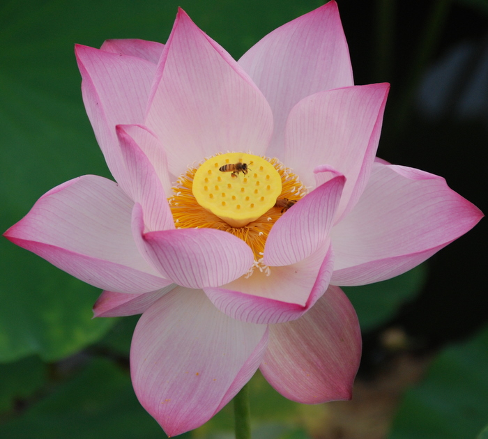 蜂花缘 摄影 永远顺风