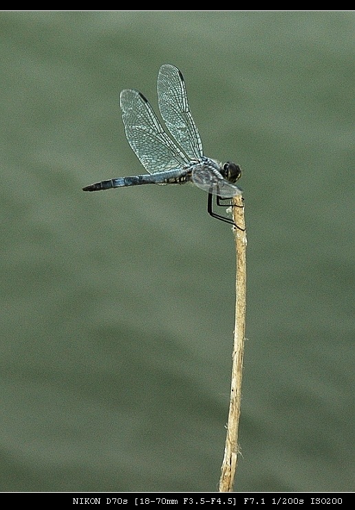 dragonfly 摄影 中年知识分子