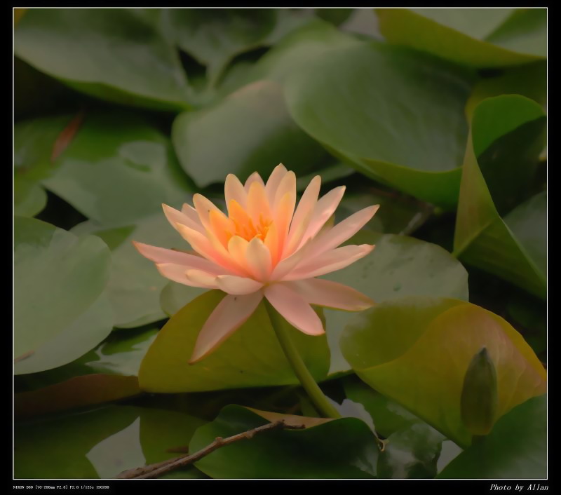 莲花 摄影 合静宜真