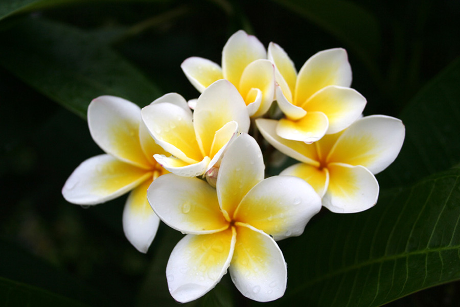 雨后鸡蛋花 摄影 圈外人