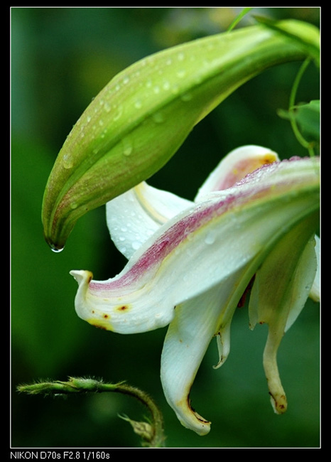 百合花 摄影 一叶双舟