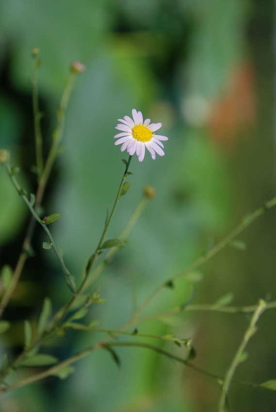 野菊花 摄影 明溪