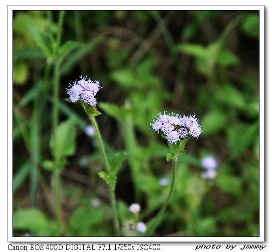 花花世界 摄影 JIMMYJL78