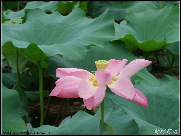 菏雨 摄影 伏尔加