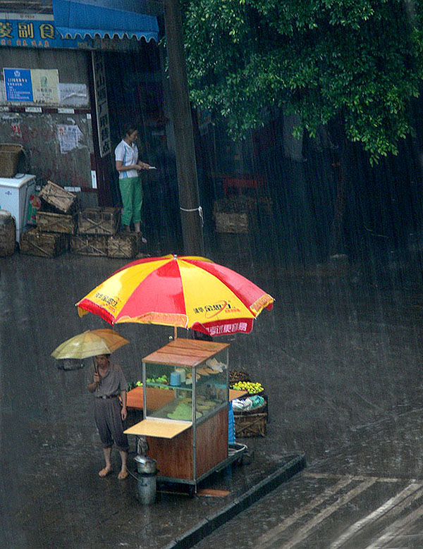 在雨中 摄影 枫叶1