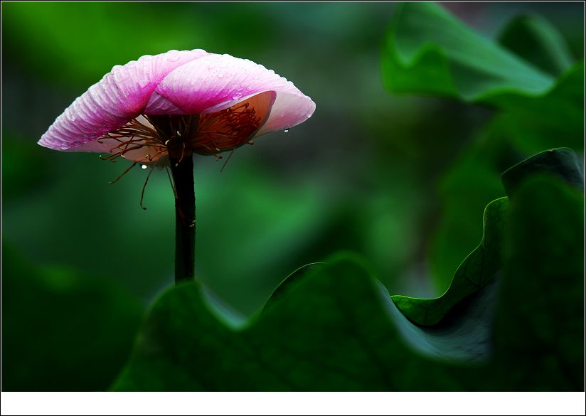 雨荷 摄影 舂江花雨