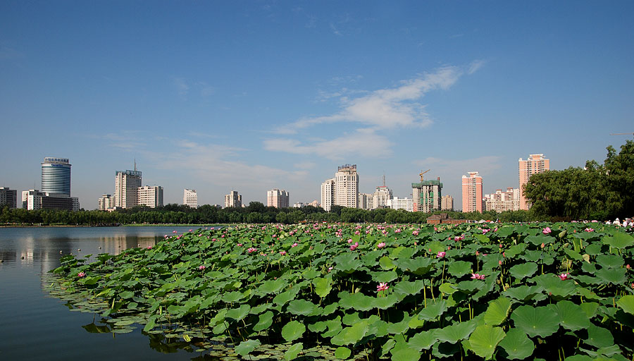 莲花池 摄影 高枕无忧