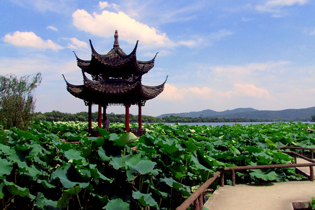 夏日西湖 摄影 向望