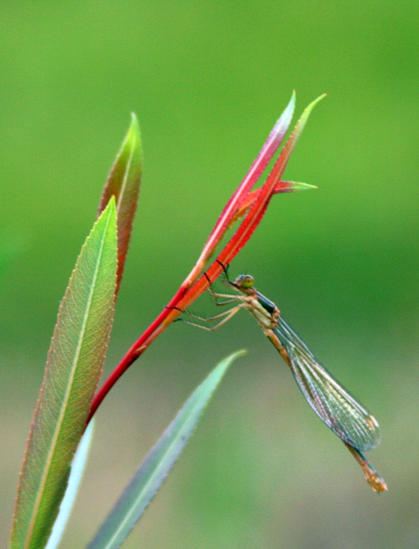 蜻蜓 摄影 wenqing