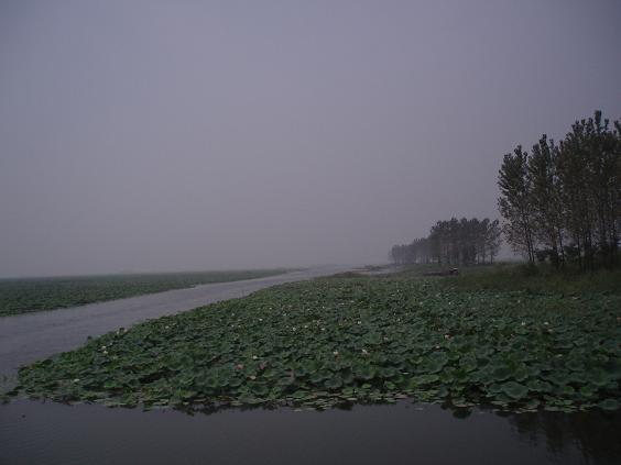 红荷湿地 摄影 apingwshhb