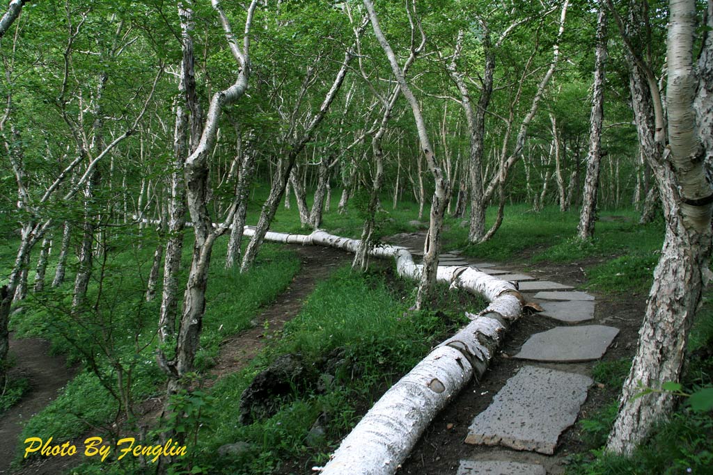 岳桦林 摄影 风林