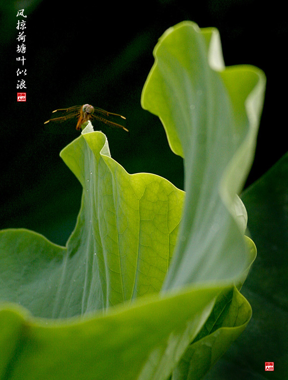 风掠荷塘卷碧浪 摄影 艺中游