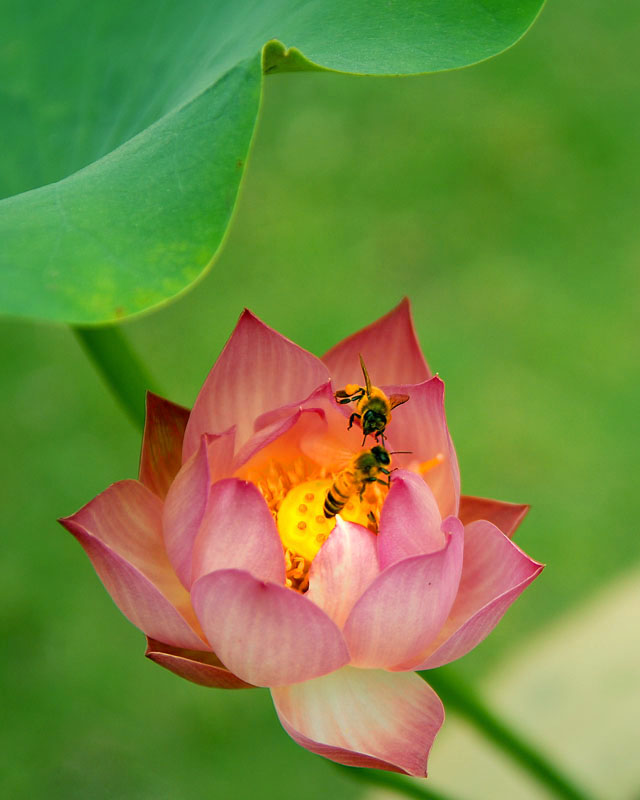 甜蜜蜜 摄影 沙浪