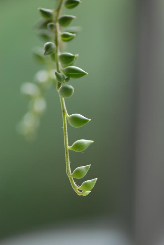 爱芽芽 摄影 hedanmama