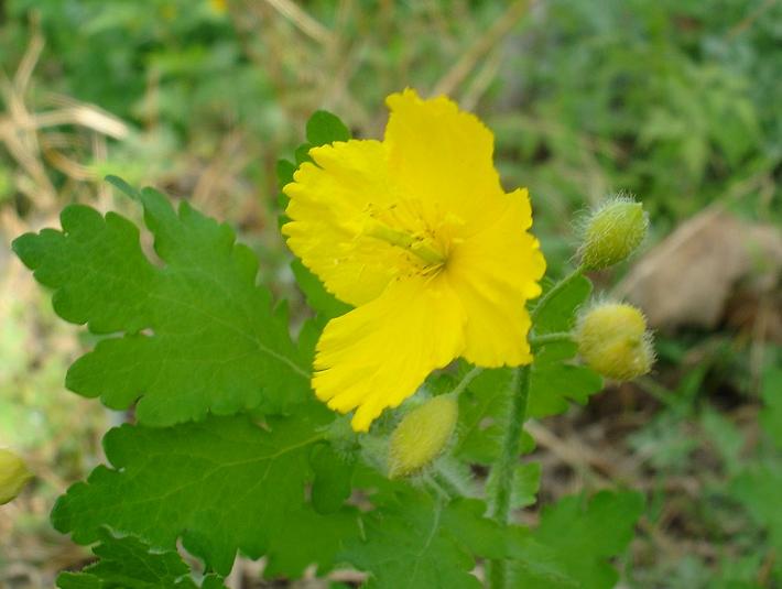 路边野花 摄影 四月花开