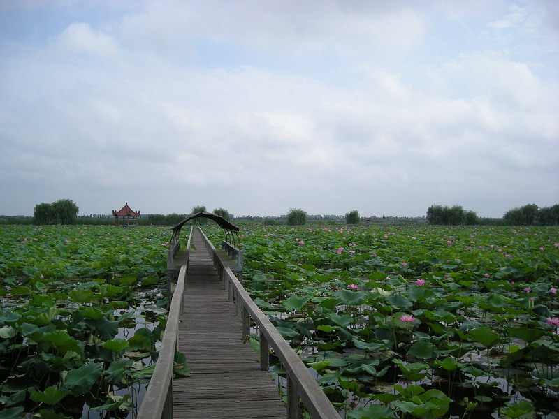 观荷长廊 摄影 蓝海珍珠