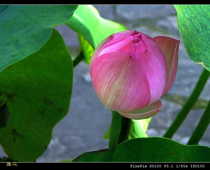 莲花 摄影 帕米尔