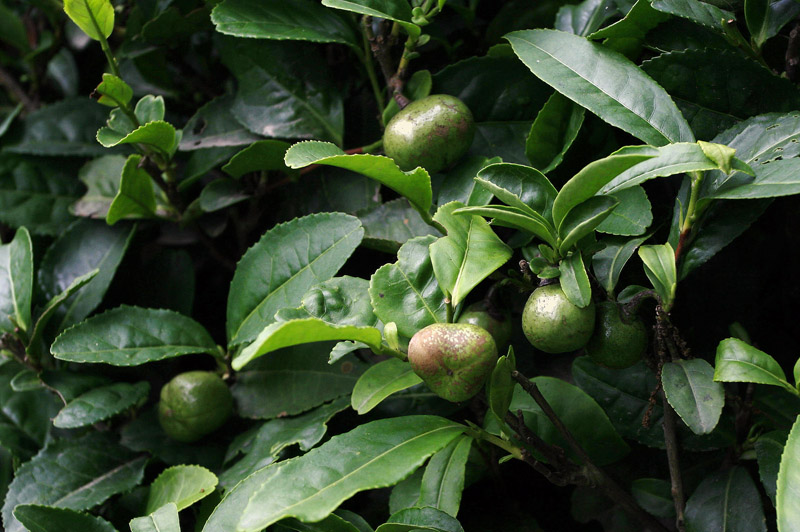 茶树果 摄影 台城松