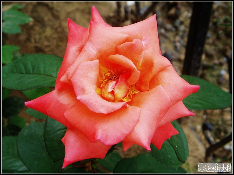 花:) 摄影 木屋