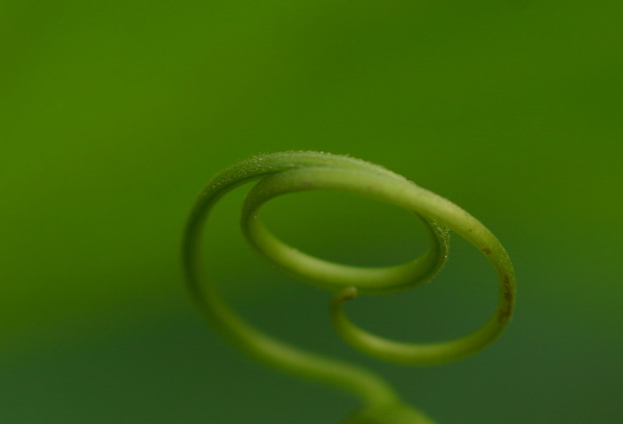 环 摄影 梅幽