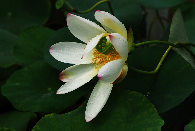 狂风暴雨夜 摄影 丁一