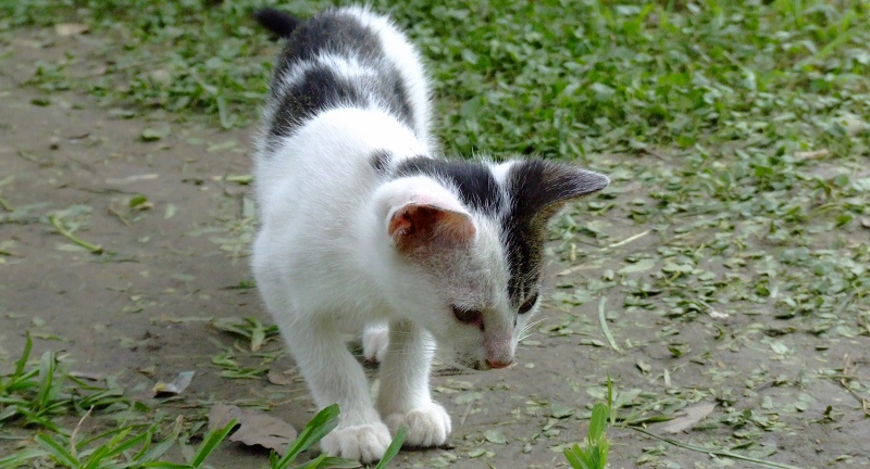 流浪小花猫 摄影 坏孩子de天空