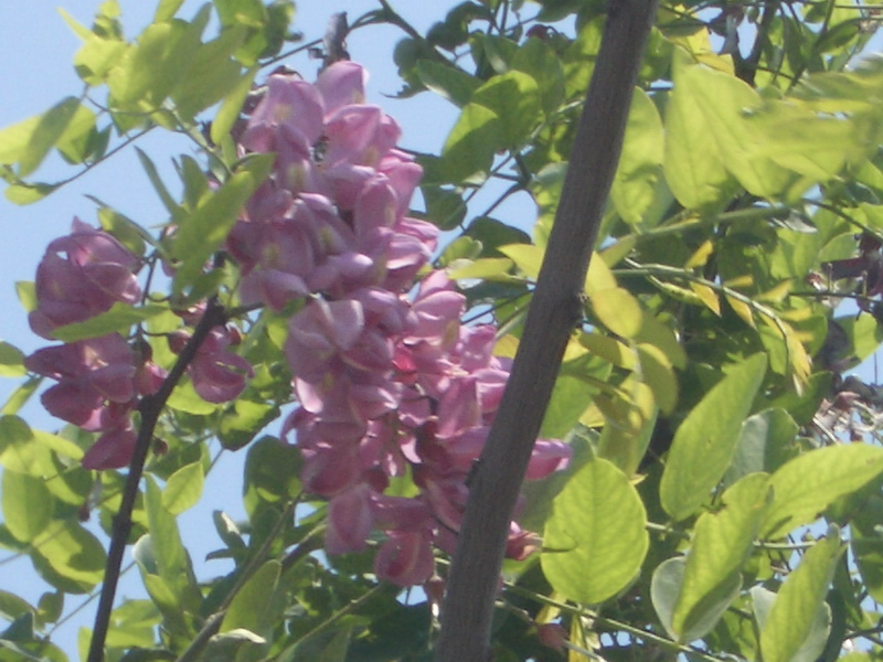 五月槐花香（１） 摄影 与月同辉