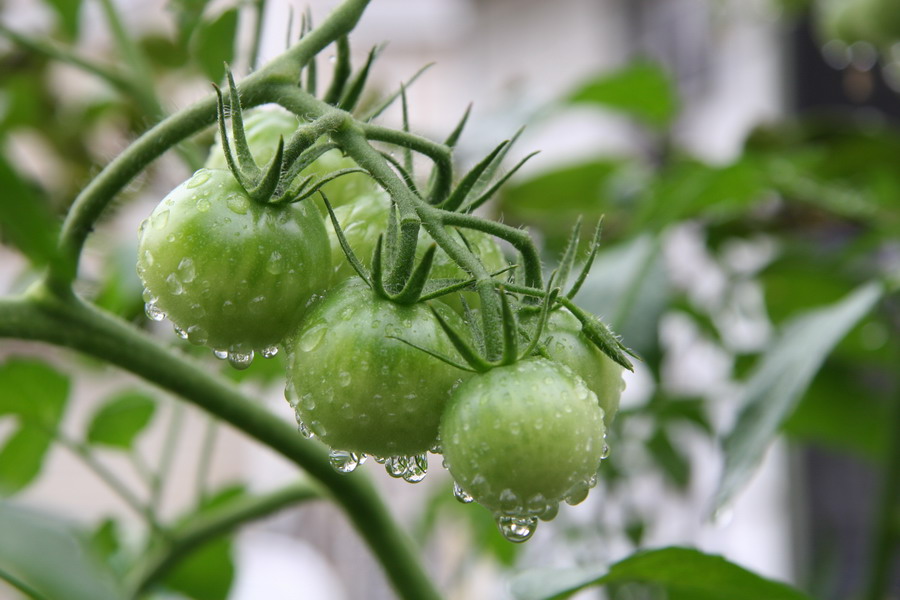  雨后     好雨知时節 摄影 老驥