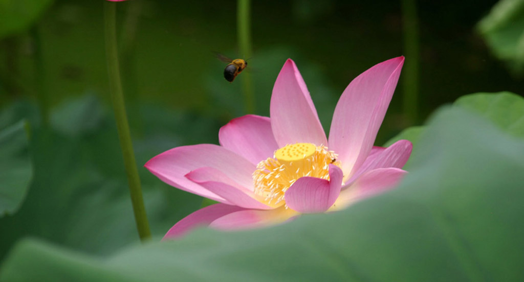 蜜蜂与荷花 摄影 苦海阳光