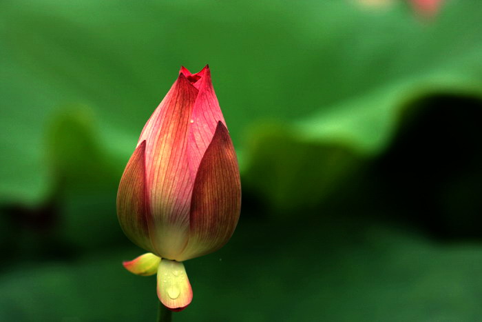 冲出污泥顶骄阳,风吹雨打亦何妨 摄影 林木