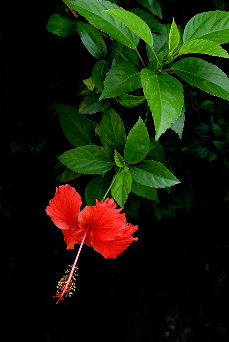 艳丽扶桑花02 摄影 老AO