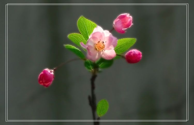 会跳舞的花儿 摄影 与世无争