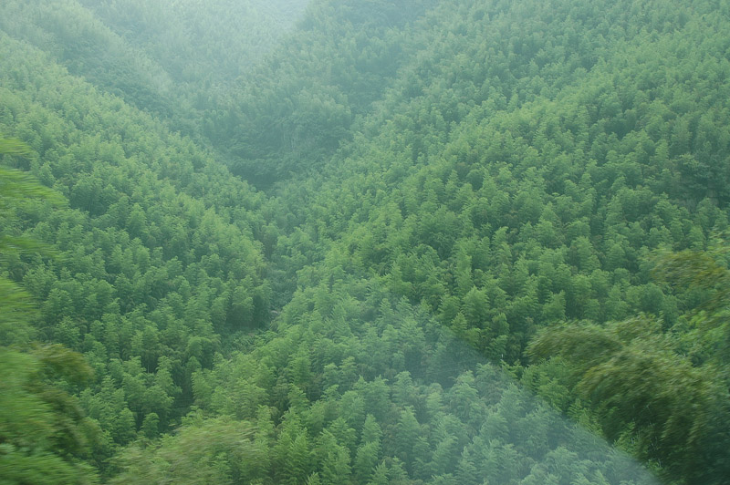 竹鄉之夏. 摄影 老王