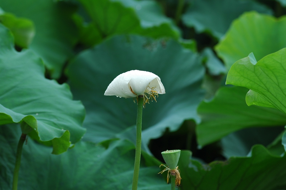 呵护 摄影 二泉印月