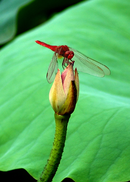 蜻蜓 摄影 lkllkl