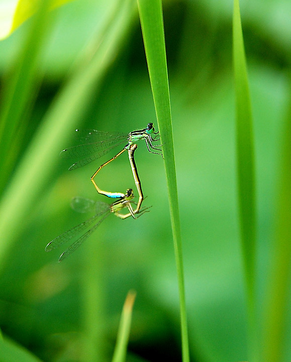 蜻蜓 摄影 高枕无忧