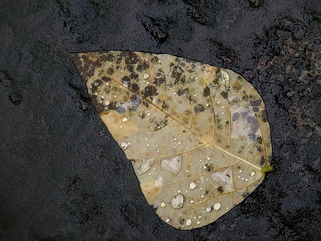 雨后落叶 摄影 闲杂人等