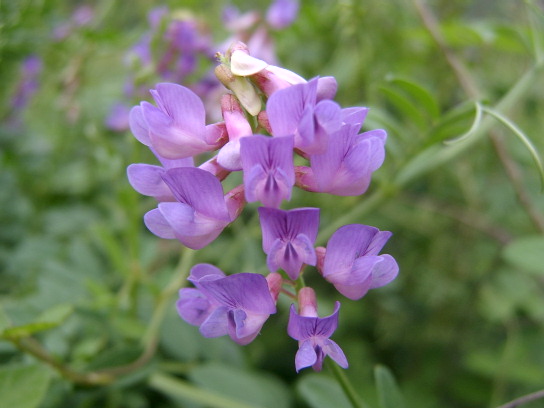 野山花 摄影 光影之缘